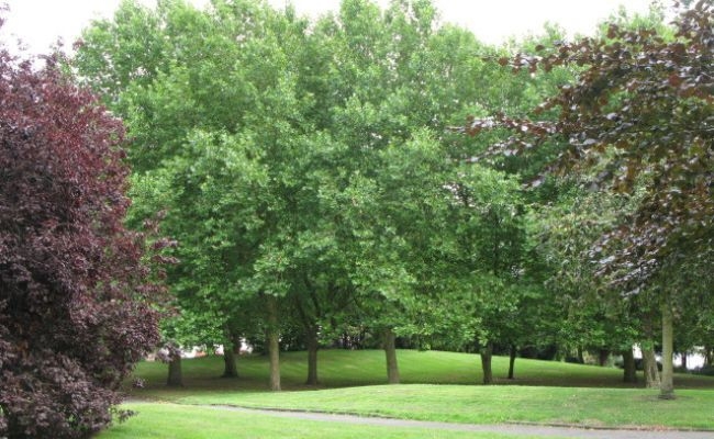 A peaceful afternoon at Ravensbourne Park Garden