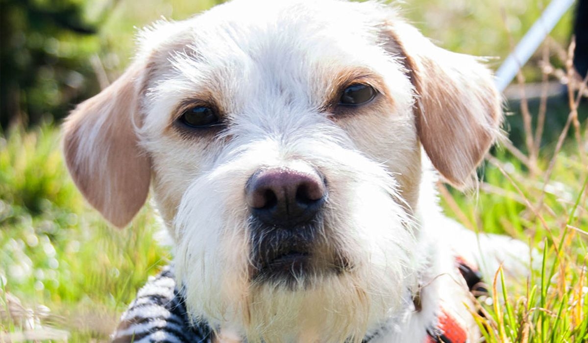 Doggy Oscar, a mixed breed of Jack Russell and Shih Tzu, looking straight into the camera