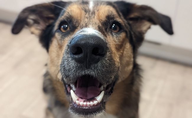 A sweet close up of Doggy member Barclay, the Cross Breed, smiling happily, with a loving gaze and soft, relaxed ears