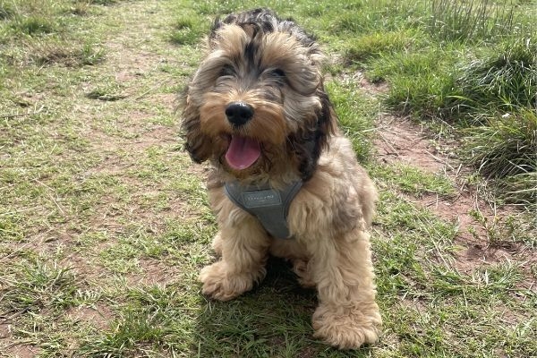 Doggy member Luna, the Cockapoo, looking happy on a patch of grass