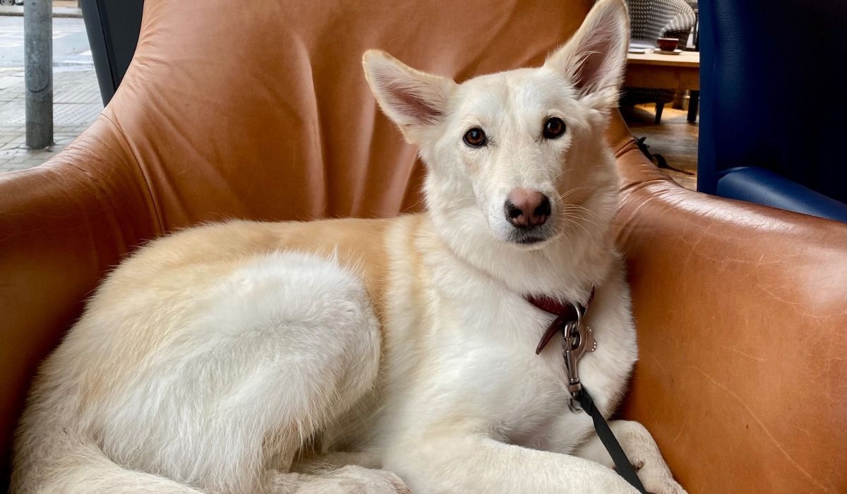 A beige dog waiting patiently in the lounge of a dog friendly hotel