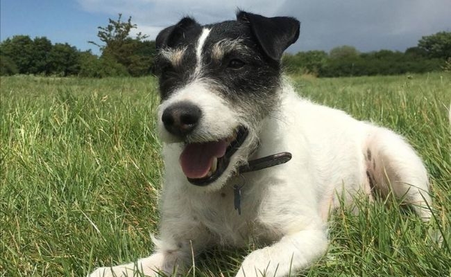 Edgar, the Parson Russell Terrier