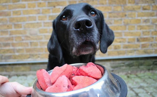 Cherry, the Labrador Retriever with a bowl of Valentine's doggy biscuits