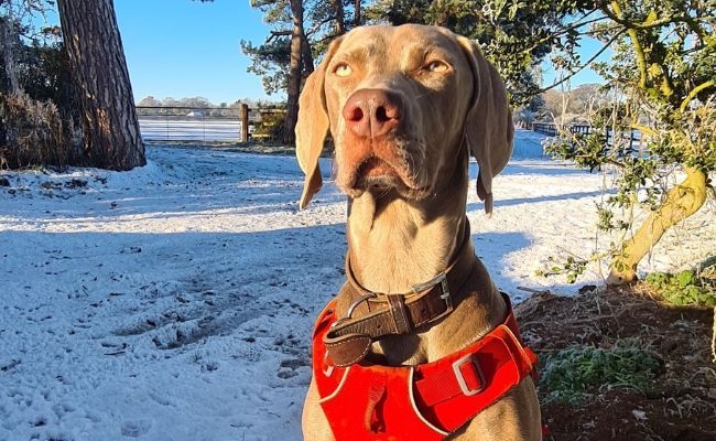 Wilma, the Weimaraner