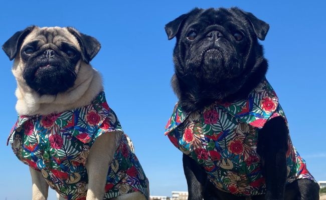 Pablo and Reggie, the Pugs