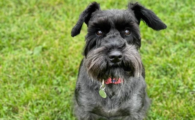 Bruno, the Schnauzer