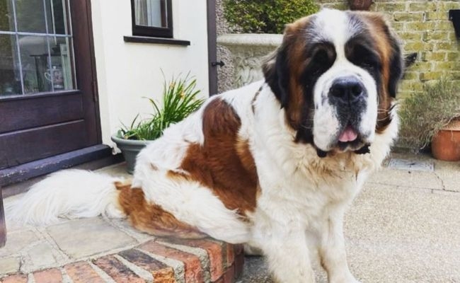 Monte, the St Bernard