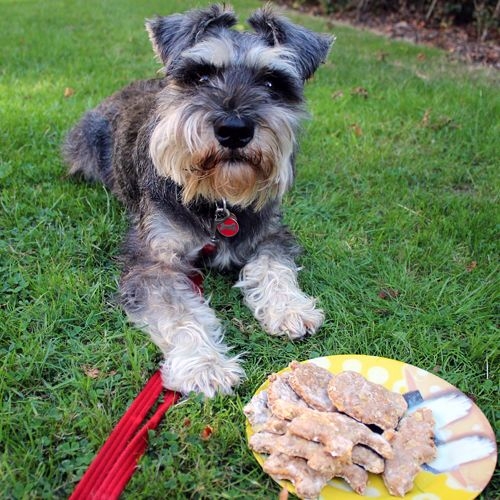 Miniature Schnauzer sitting next to a plate of Apple and Oatmeal biscuits