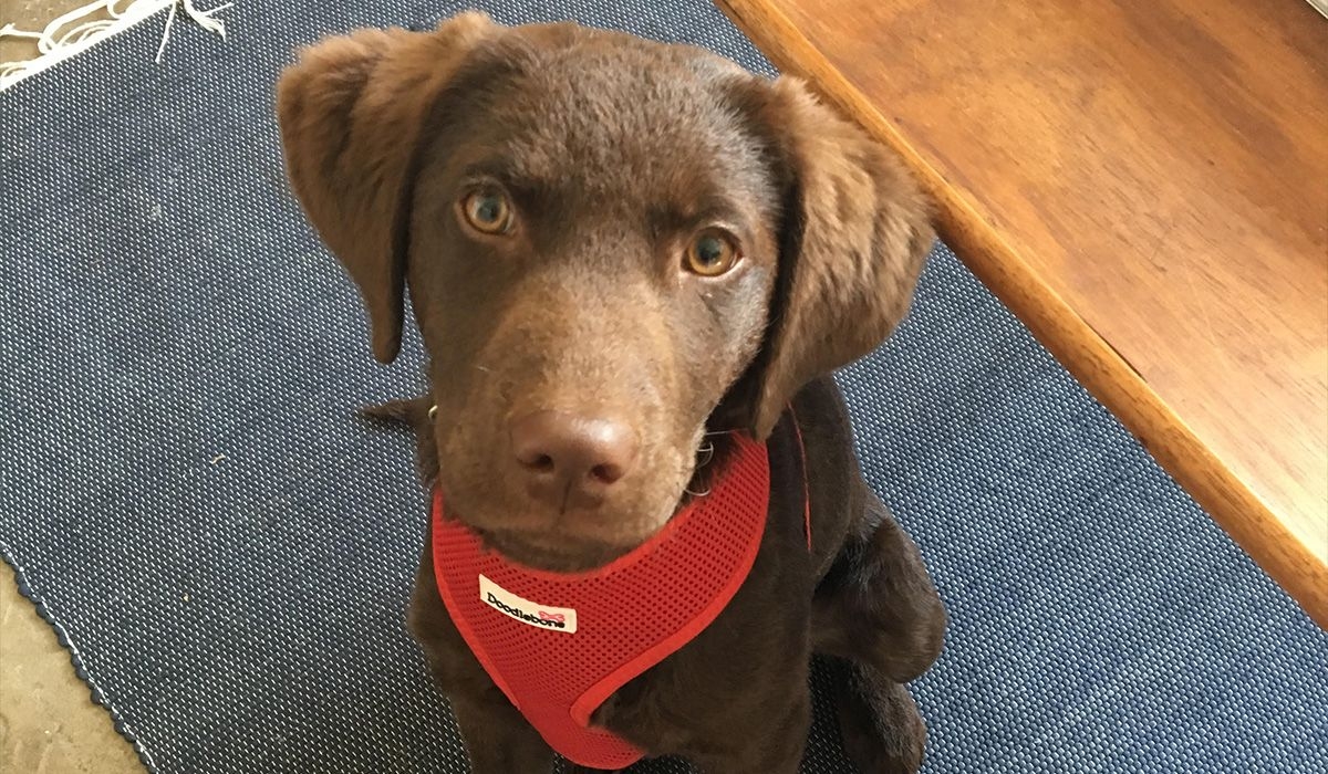 A handsome, young, red pup sits on a rug looking up at the camera