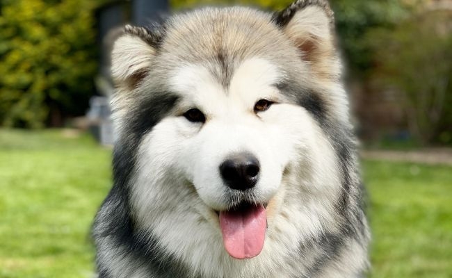 Doggy member Ayra, the Alaskan Malamute sitting pretty in the garden