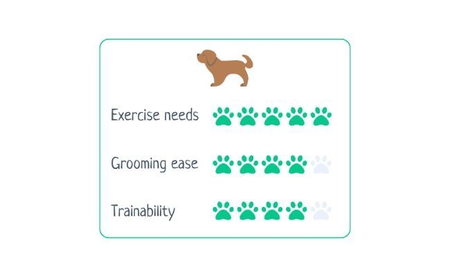 Australian Cattle Dog  Exercise Needs 5/5 Grooming Ease 4/5 Trainability 4/5