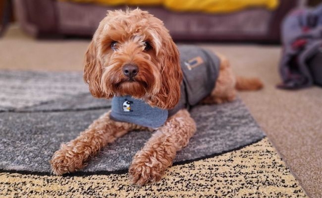 Willow the Cockapoo wearing her thundershirt