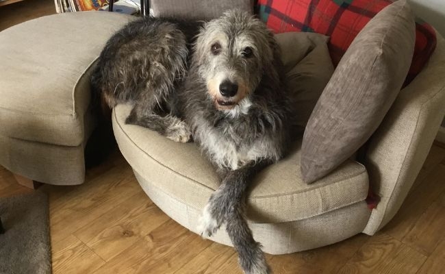 Brook the Irish Wolfhound