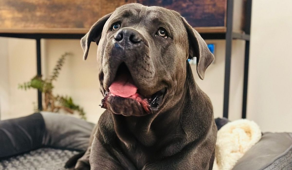 Cane Corso