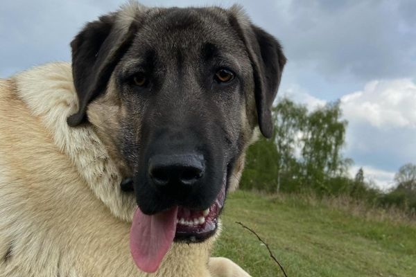 Zorkie, the Kangal Shepherd