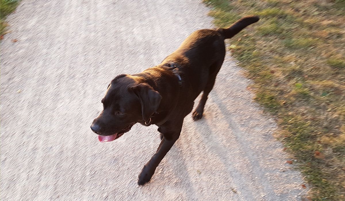 Harvey explores a country path