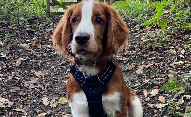 Finley, the Welsh Springer Spaniel