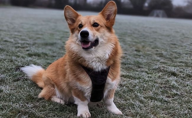 Doggy member Grogu, the Pembroke Welsh Corgi sat on the frosty grass on an early morning walk