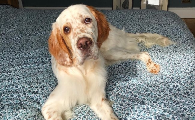 Finn, the English Setter