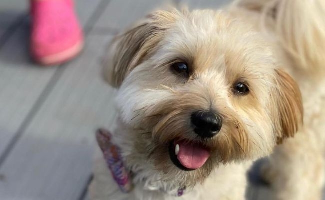 Doggy member Mabelle, the Havanese looking up happily after a lovely walk in the meadow