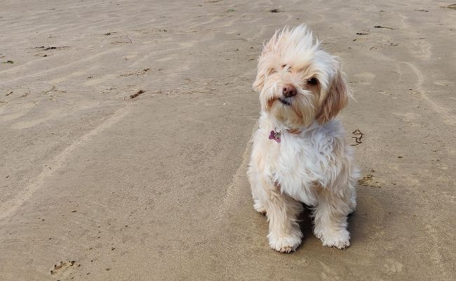 Nela, the Cross Breed enjoying the breeze on the beach