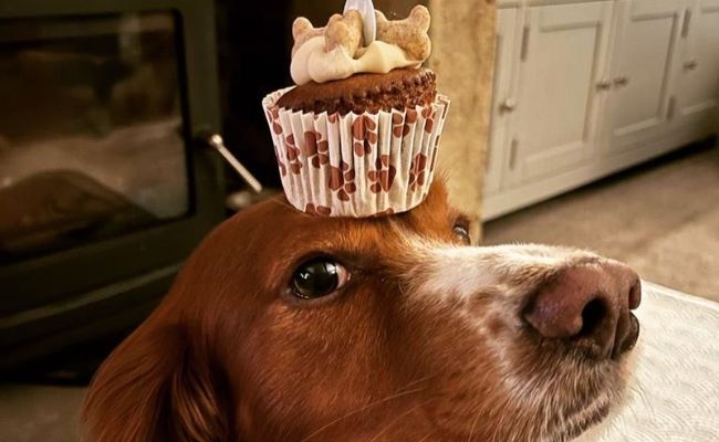 Strudel, the Cocker Spaniel balancing a homemade pupcake on their head!