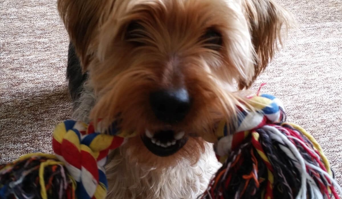 Jack shows us a colourful tug toy