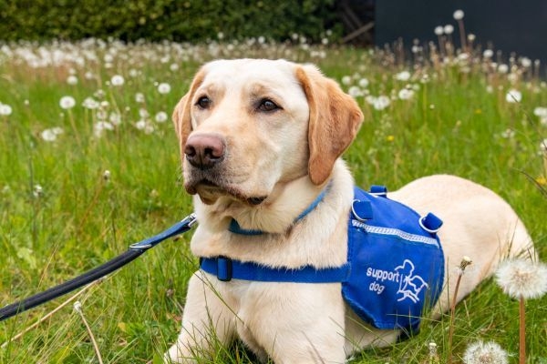 support dog with jacket