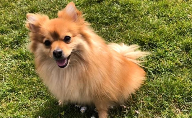 Ayla, the Klein German Spitz