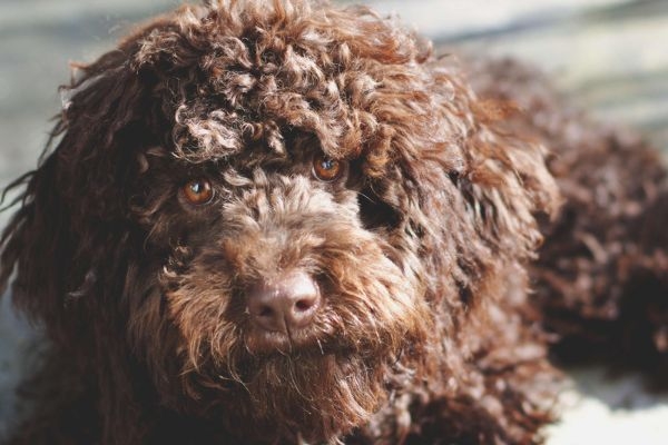 Zazu, the lagotto romagnolo