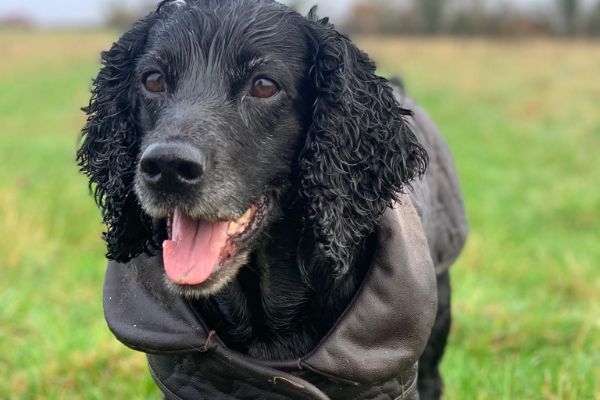 Izzie, the Cocker Spaniel