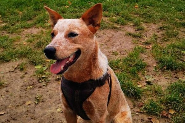 Douglas, the Australian Cattle Dog