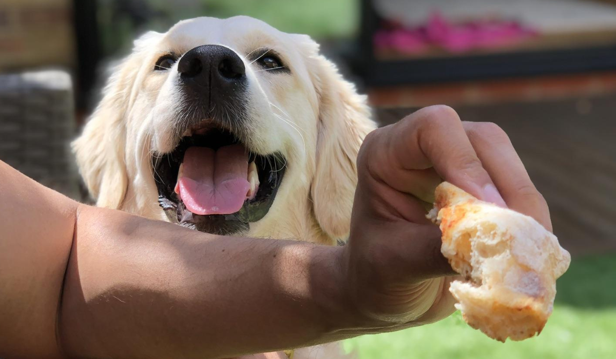 A large, happy, cream dog peers over the arm of it's human whilst they eat their lunch.