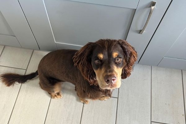 Pablo the Cockador sitting patiently in the kitchen ready for breakfast