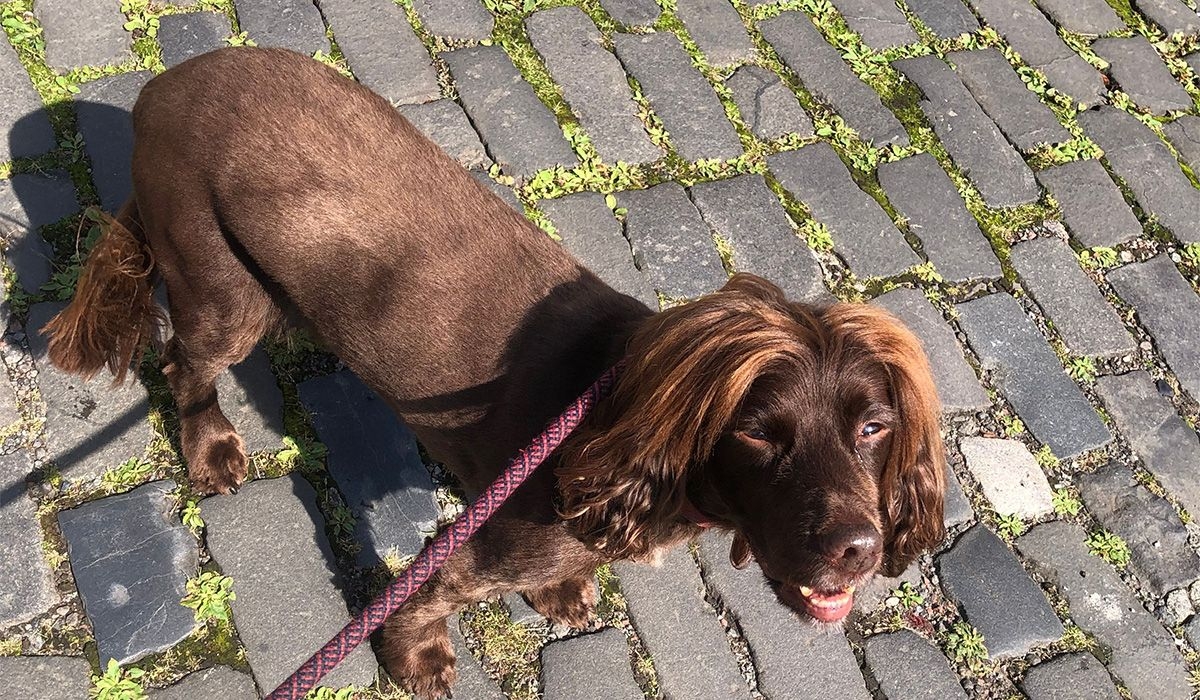 Harry the Cocker Spaniel stands on a cobbled street