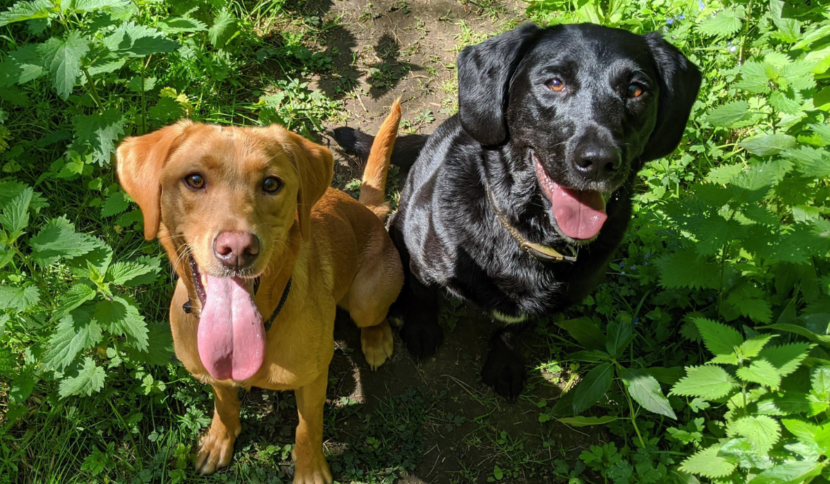 Two gorgeous Labrador Retrievers, one golden red and the other jet black, sitting next to one another patiently waiting for a treat for being such good doggos on their walk.