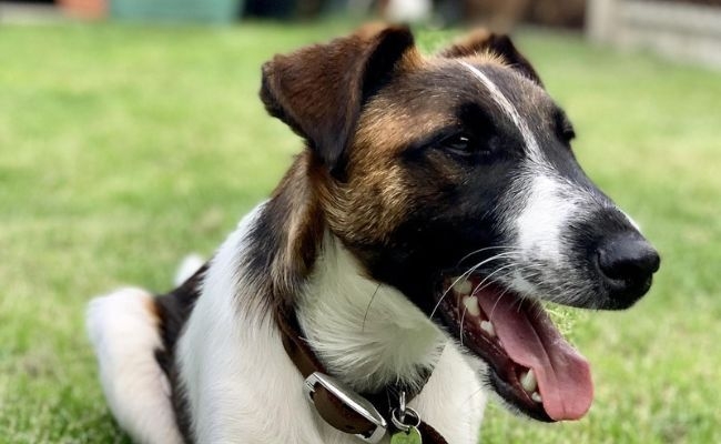 Rufus, the Smooth Fox Terrier 