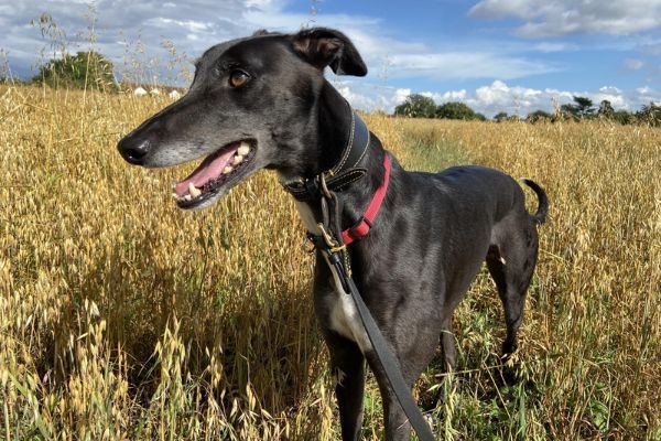 Jackson, the Greyhound