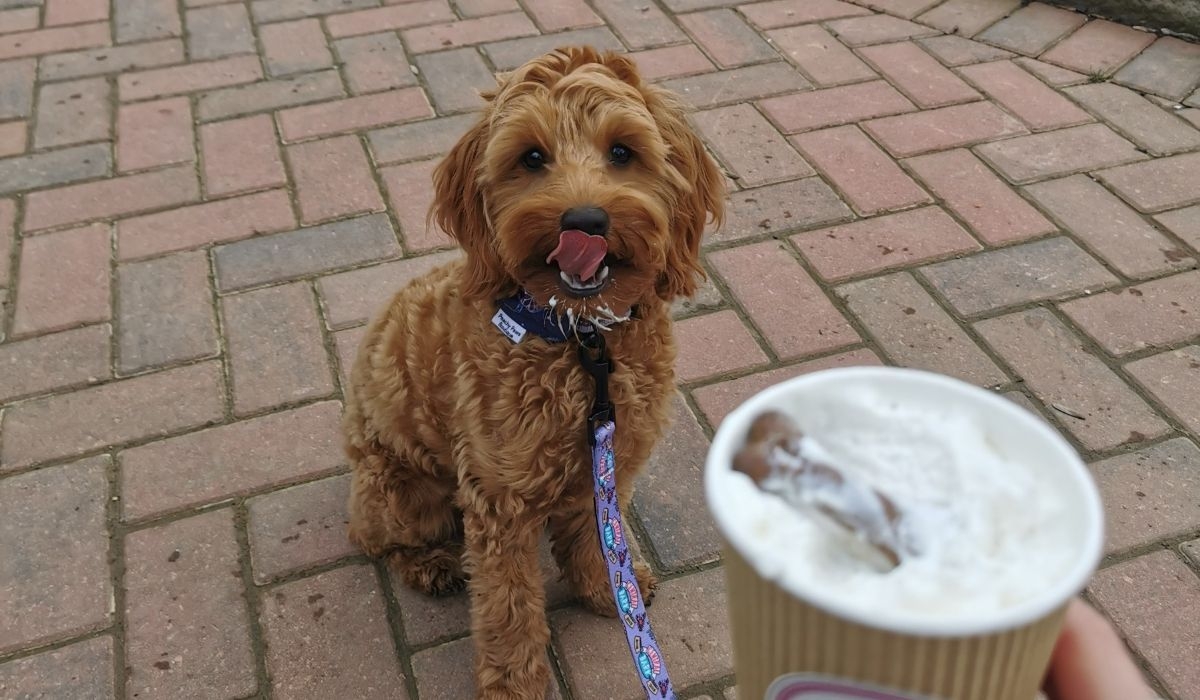 Doggy member Willow, the Cockapoo, sitting patiently with cream around her chin, licking her chops whilst waiting to enjoy the rest of her puppuccino 