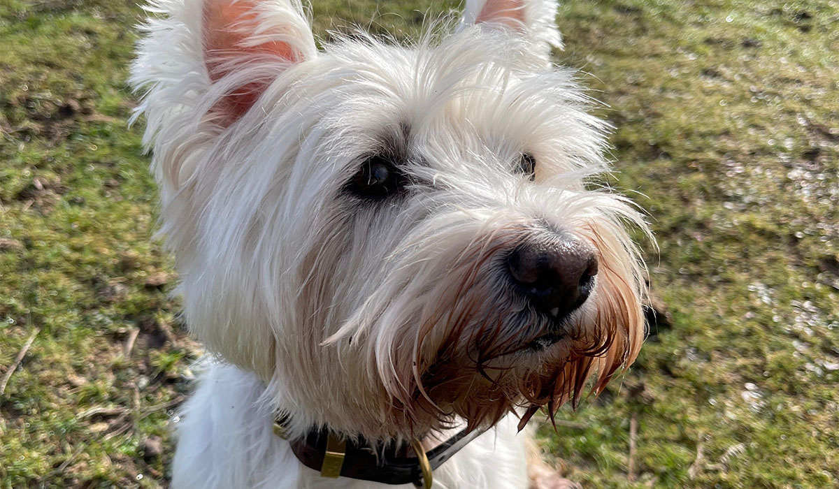 A lovely West Highland Terrier has enjoyed a walk in the park and is waiting for a treat for being such a good dog!