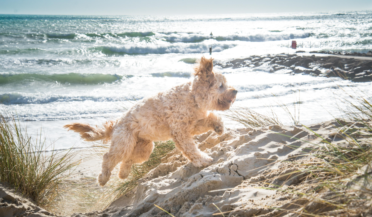 A fluffy, cream dog is running across the soft sand dunes, white waves crash into the shore in the distance.