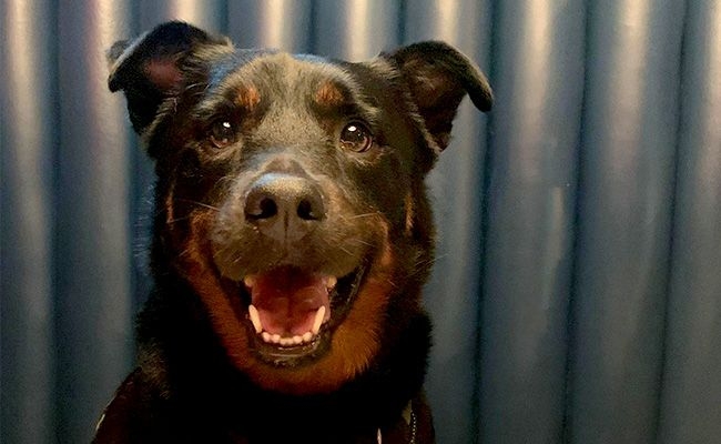 Archie the Australian Kelpie at home. His mouth is open, was he barking?