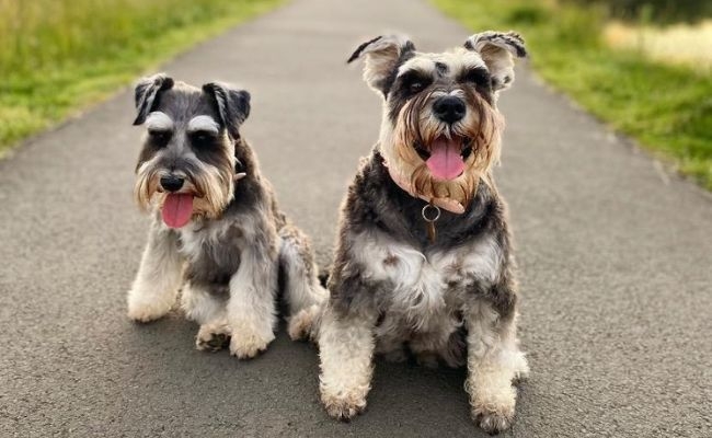 Nala and Wilma, the Miniature Schnauzers