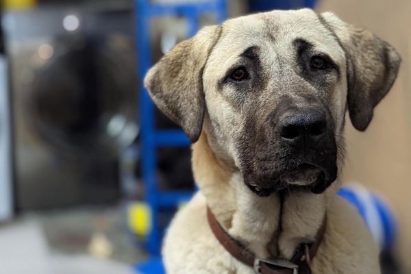 Corky, the Anatolian Shepherd