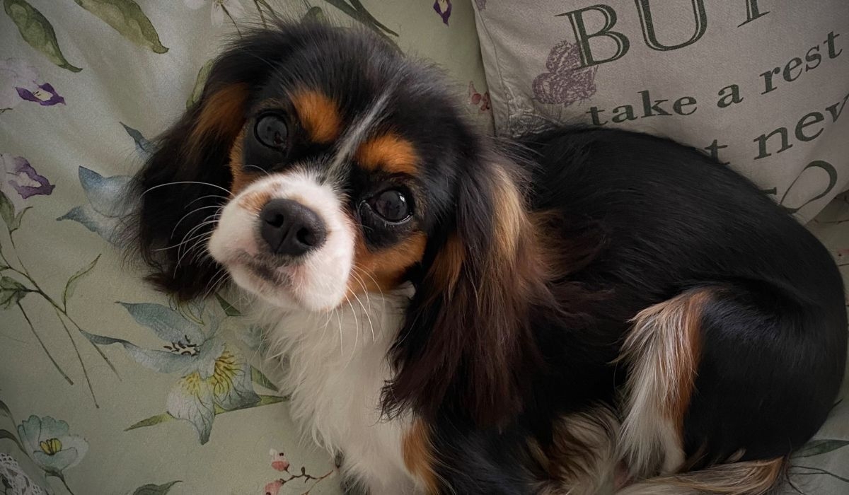 A tricolour Cavalier King Charles Spaniel is snuggled on the bed and looks up at the camera