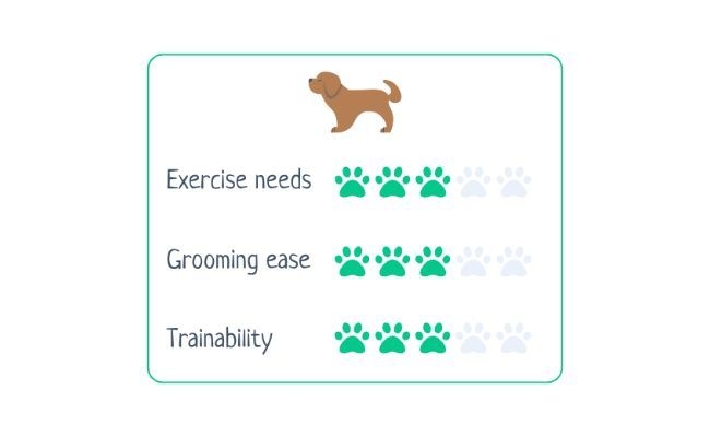 Long-Coated Chihuahua  Exercise Needs 3/5 Grooming Ease 3/5 Trainability 3/5