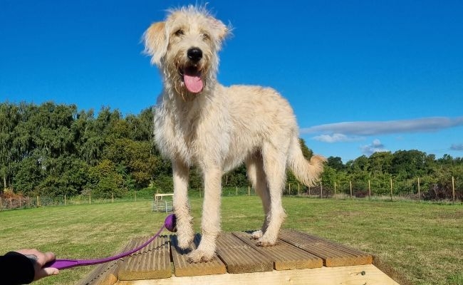 Marley, the Labradoodle at his local dog park