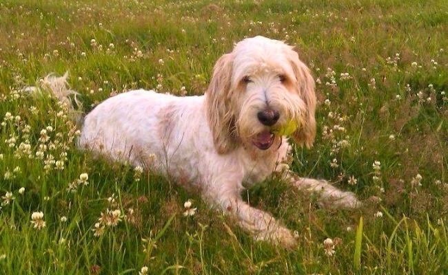 Dougal, the Grand Basset Griffon Vendéens