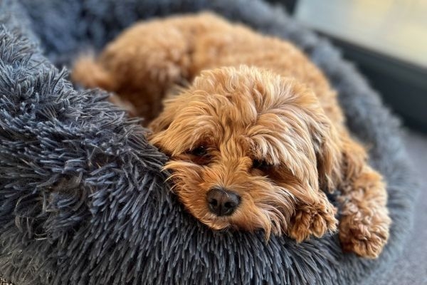 Teddy, the Cavapoo