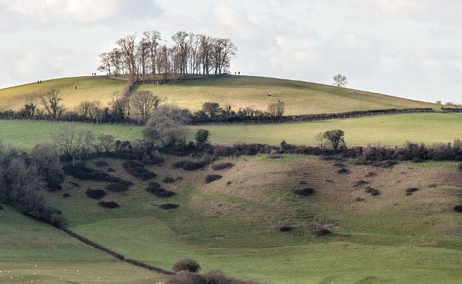 The famous clump of trees standing proud on top of Kelston Roundhill, Bath